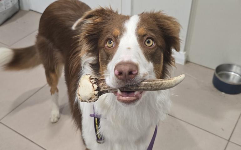 Elsie the border collie